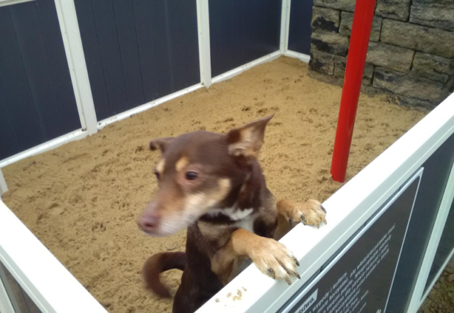 22DOGS Strefa WC 1