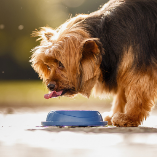 ile wody powinien pić pies