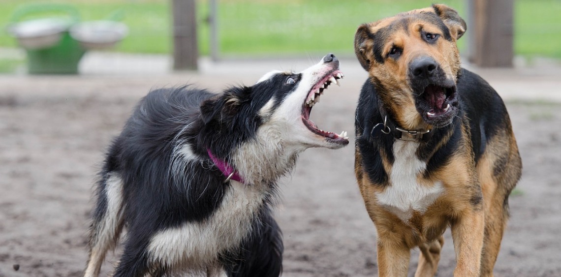 Jak uniknąć 10 częstych błędów w socjalizacji psa