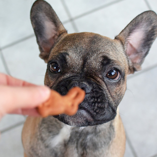 Przepisy na domowe smakołyki dla psa