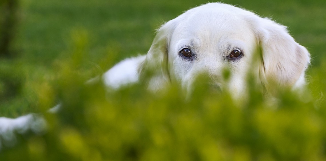 Petycja w sprawie utworzenia wybiegów dla psów w Białej Podlaskiej
