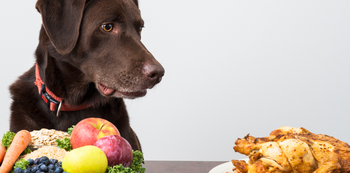Co może jeść pies?