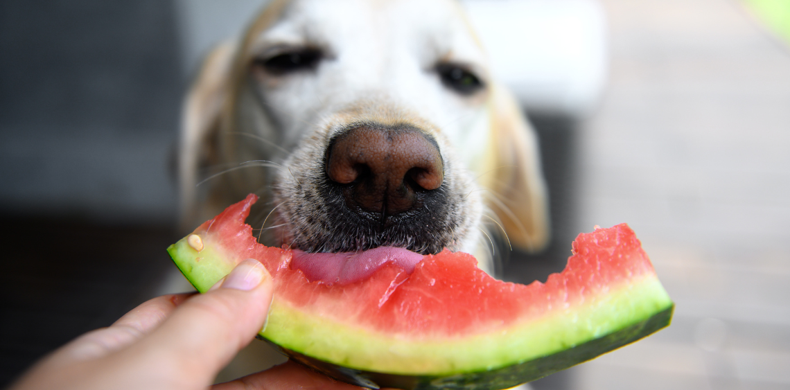 Czy pies może jeść arbuza i truskawki