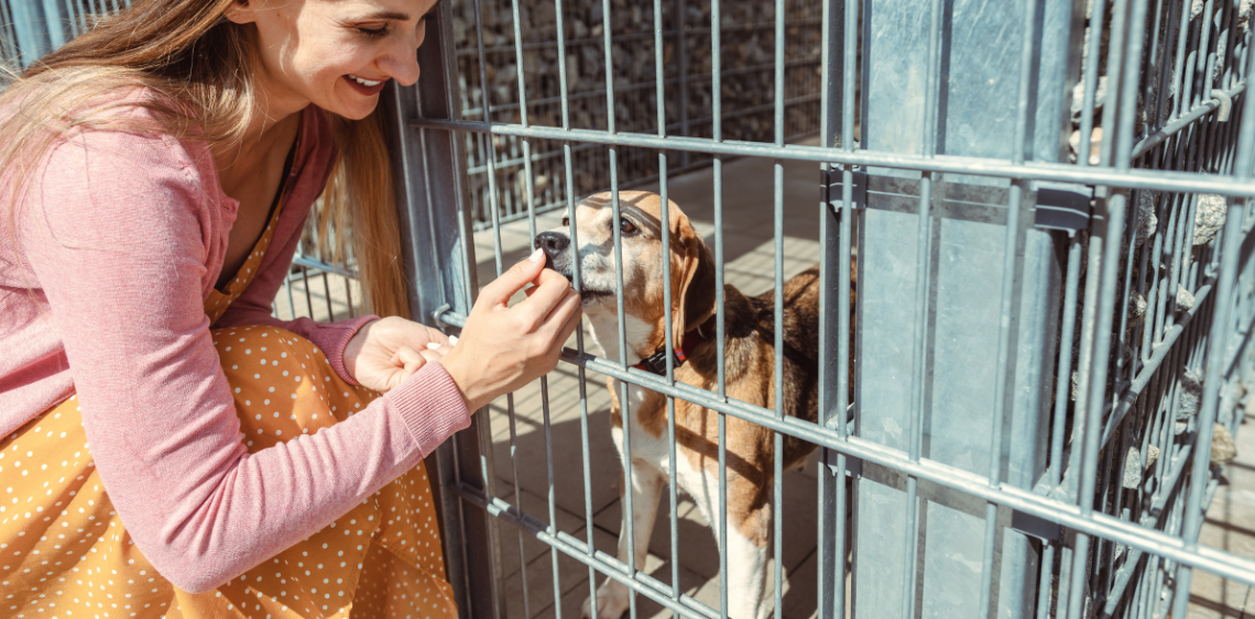Adopcja psa - jak się przygotować?