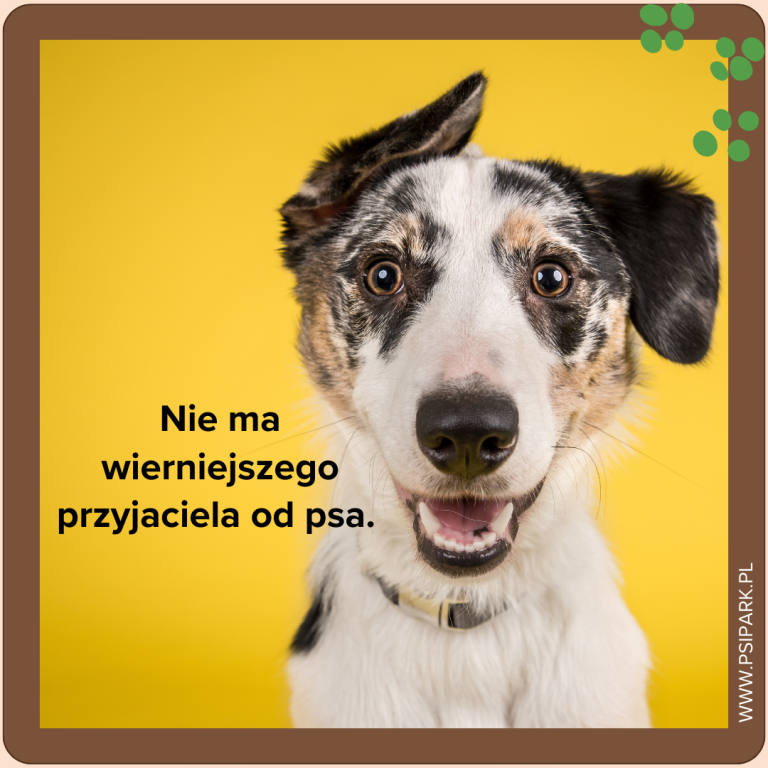 Cytaty o psach. 10 najpiękniejszych cytatów, które rozjaśnią Twój dzień ...