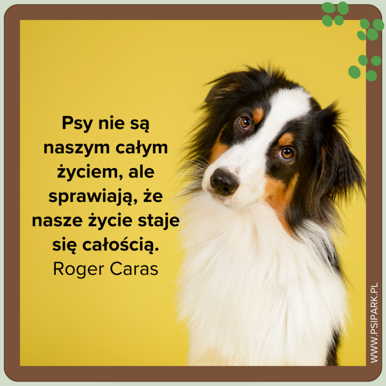 Cytaty o psach. 10 najpiękniejszych cytatów, które rozjaśnią Twój dzień ...