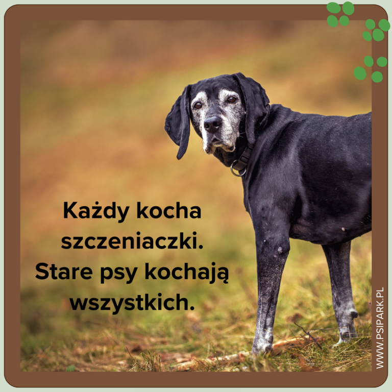 Cytaty o psach. 10 najpiękniejszych cytatów, które rozjaśnią Twój dzień ...
