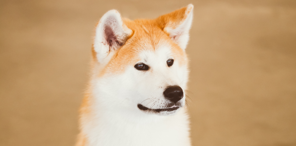 Hachiko pies psiPARK.pl