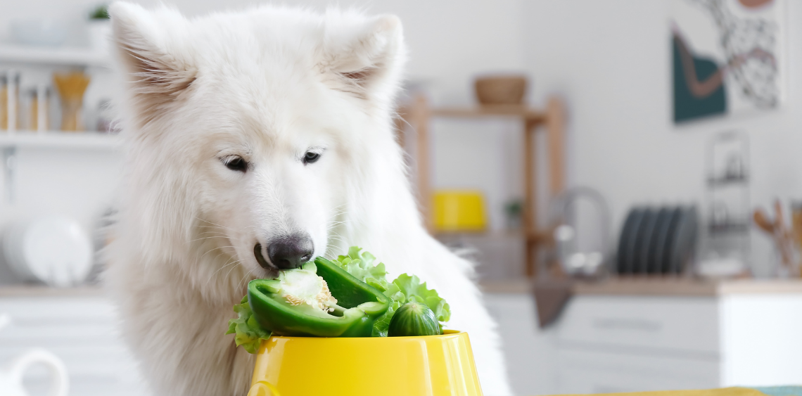 Czy pies może jeść paprykę?