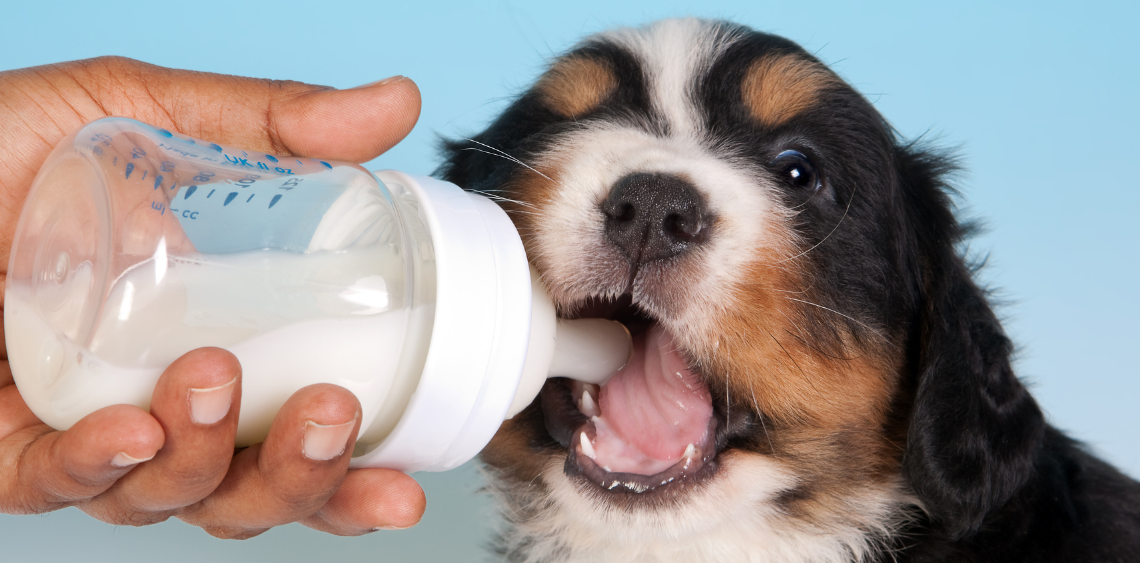 Czy psy mogą pić mleko?