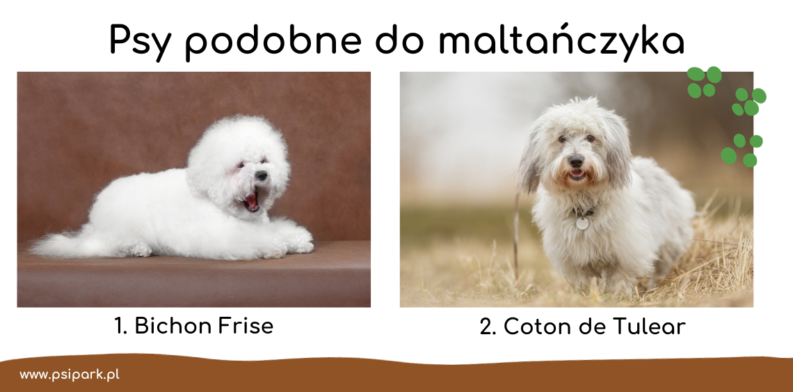 pies podobny do maltanczyka 