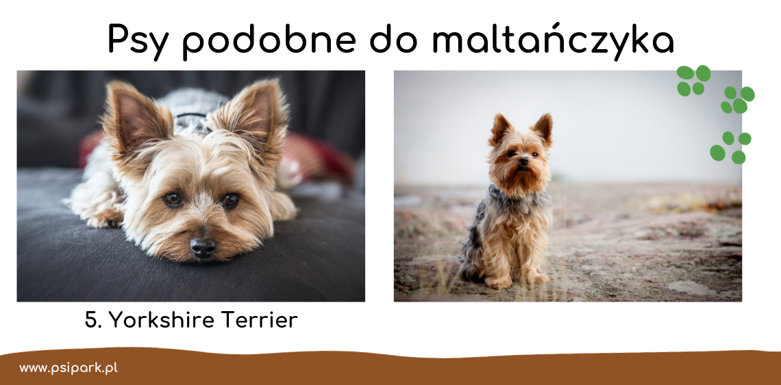 pies podobny do maltanczyka 