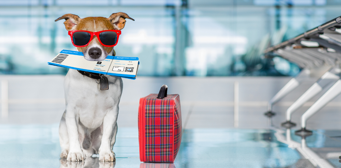 Wakacje z psem. Jak zabrać psa na wakacje?