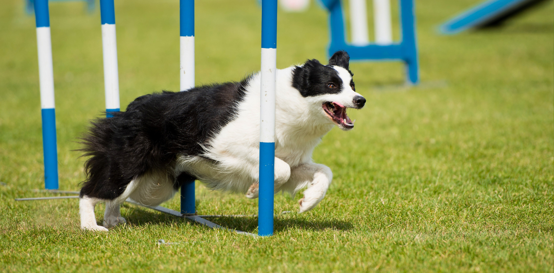 agility dla psa, agility na czym polega, co daje agility dla psa, jakie rasy psów mogą ćwiczyć agility, kiedy zacząć trenować agility