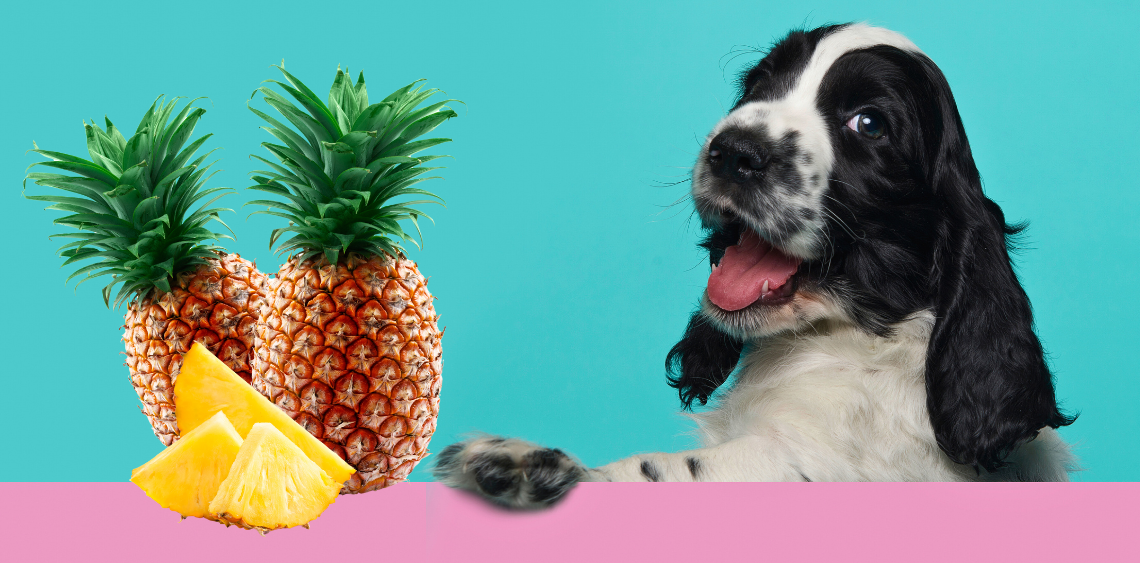 Czy pies może jeść ananasa?