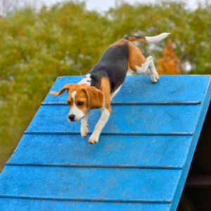 przeszkody a wybieg dla psow palisada agility