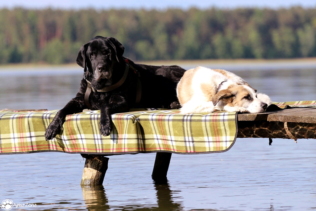 wakacje z psem nad jeziorem, wczasy z psem nad jeziorem