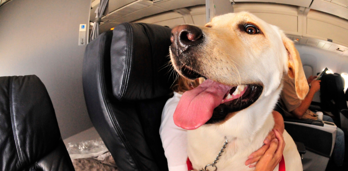 pies w samolocie, linia lotnicza dla psów