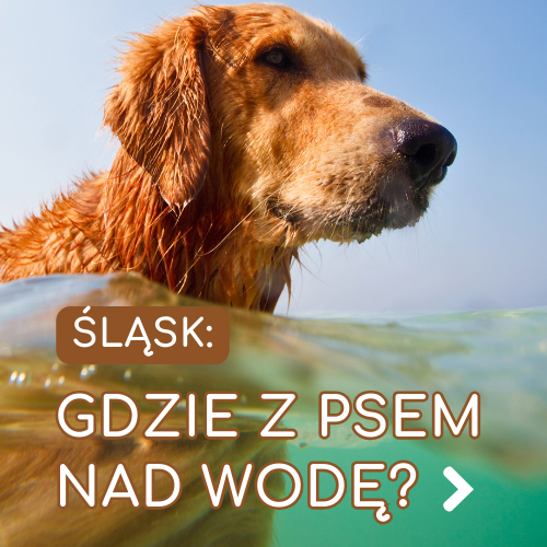 gdzie z psem nad wode slask