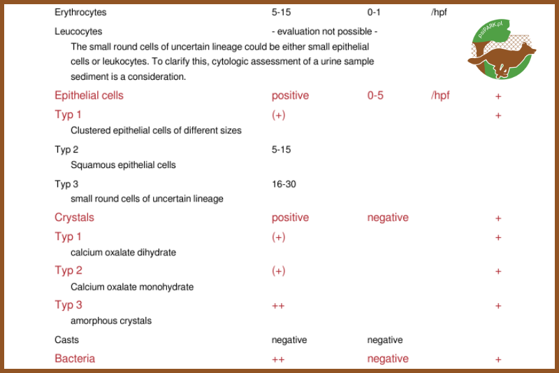 wyniki badania moczu nowotwor pecherza u psa 2