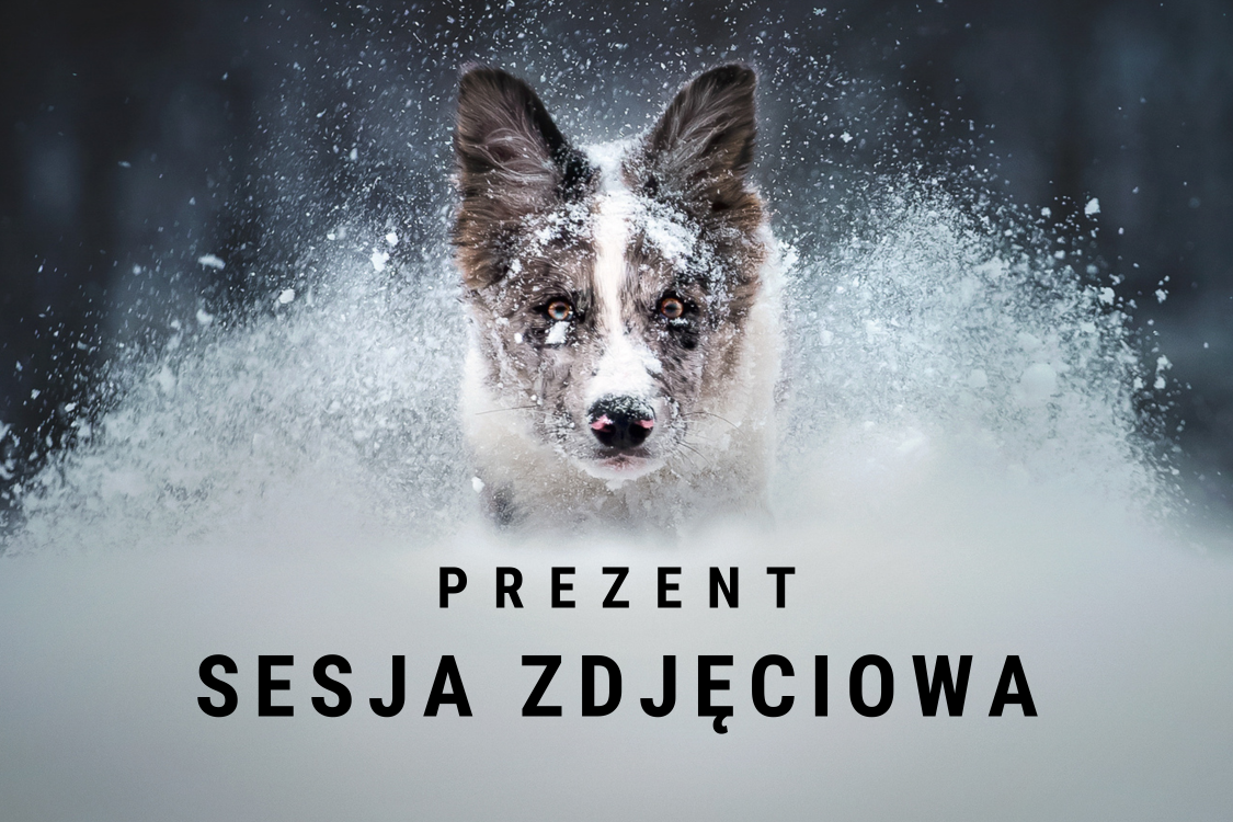 Voucher sesja zdjęciowa z psem na prezent