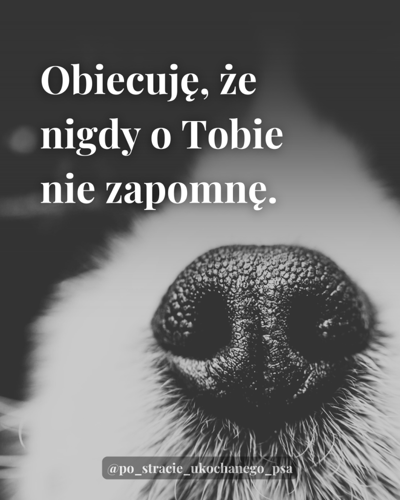 cytaty po śmierci psa