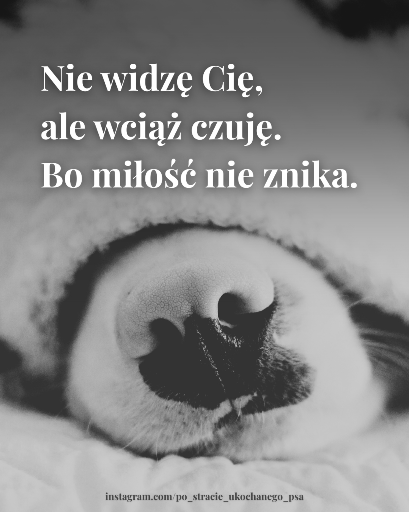 cytaty o stracie psa