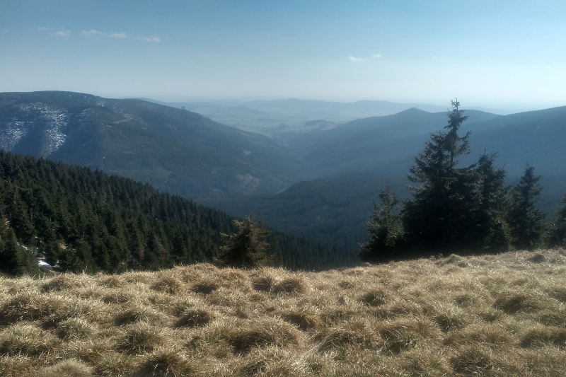 śnieżnik z psem