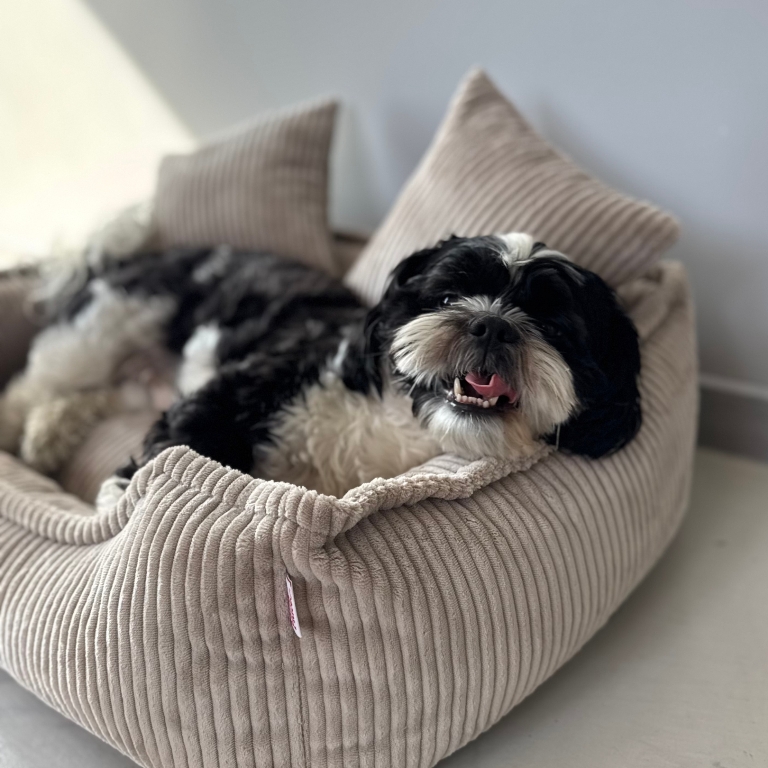 Mały, czarno-biały pies rasy Shih Tzu leży zadowolony w jasnobeżowym, sztruksowym legowisku, patrząc na kamerę z lekko otwartym pyszczkiem.