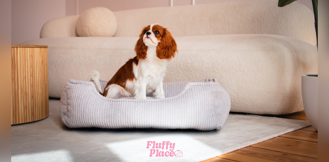 Pies rasy Cavalier King Charles Spaniel siedzący w jasnoszarym, sztruksowym legowisku na tle nowoczesnej, beżowej kanapy. Na dole zdjęcia znajduje się różowe logo 'Fluffy Place'.