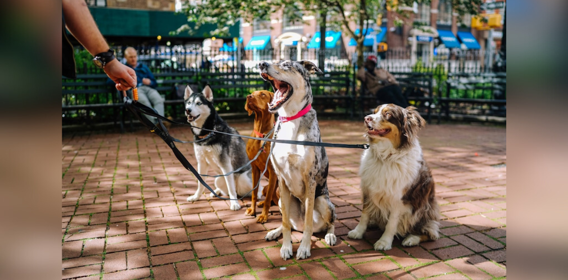Najpopularniejsze rasy psów UK vs Polska – Trendy 2025 oczami hodowców