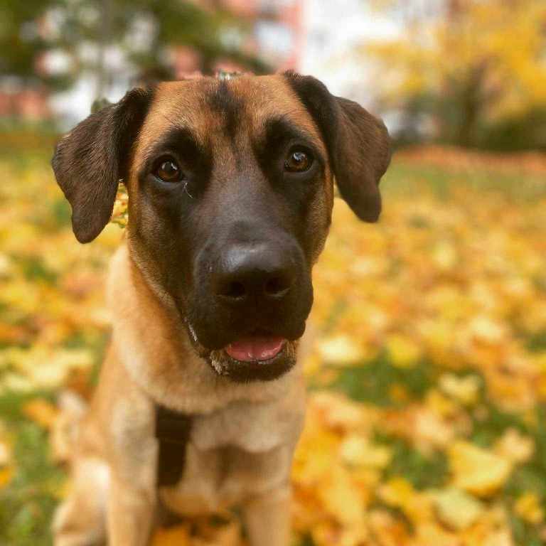 Młody pies na jesiennym spacerze, którego wspiera zoofizjoterapia.