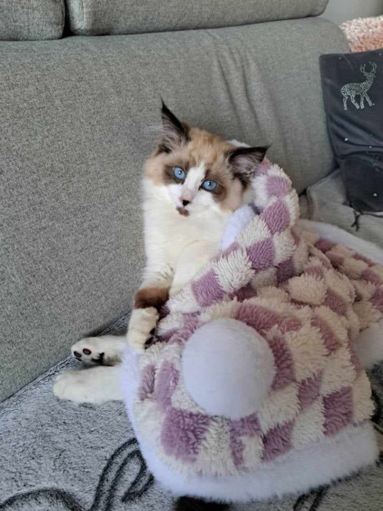 Zrelaksowany kot w domu po konsultacji z behawiorystą dla kota.