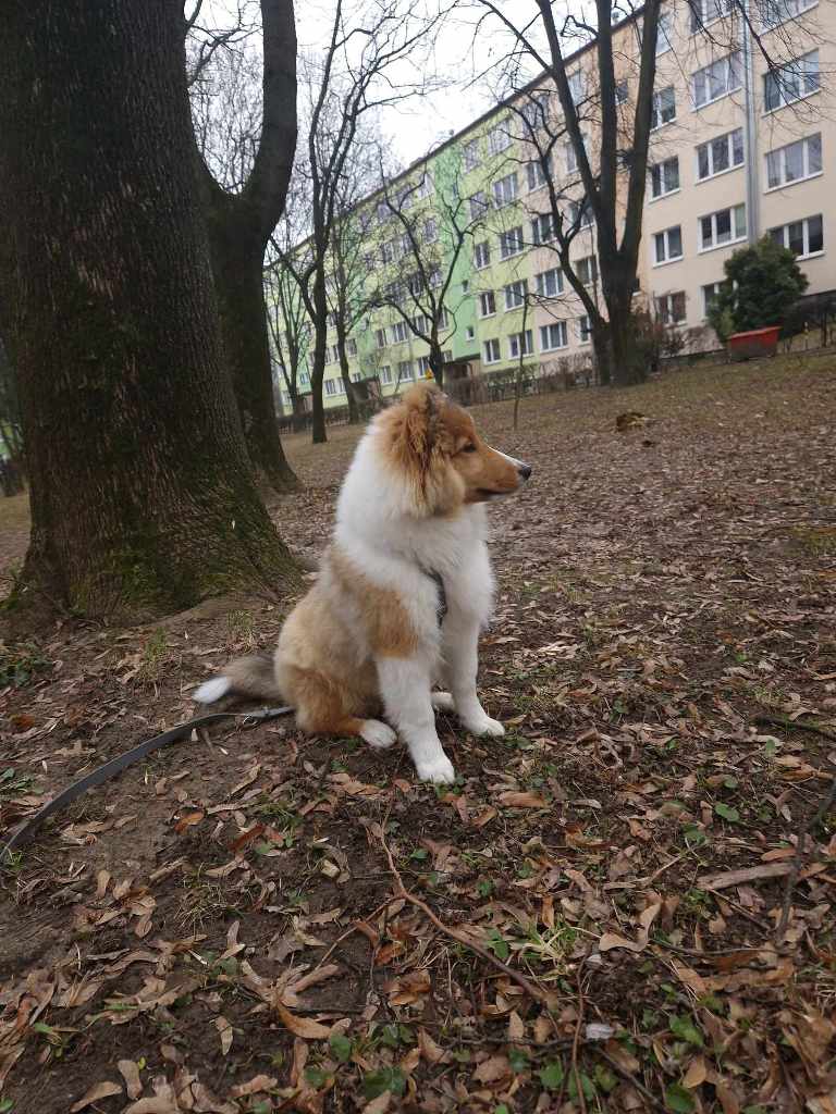 Rudy piesek na zewnątrz, wymagający konsultacji behawioralnej.