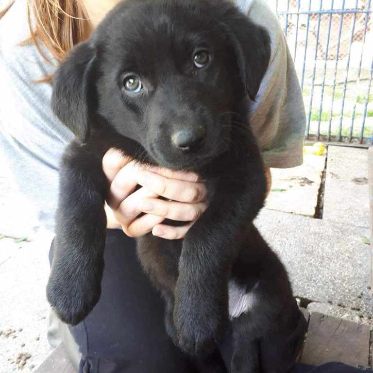 Czarny szczeniak podczas wizyty kontrolnej (zoofizjoterapia Gdańsk).