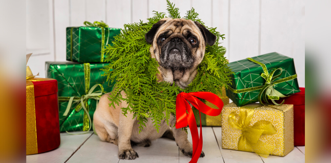 10 ciekawych pomysłów na prezent dla psa na święta