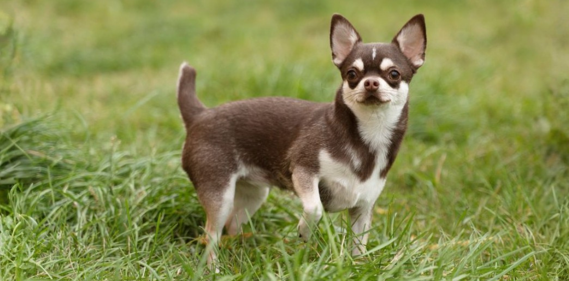 Jakie szelki dla małego psa będą odpowiednie