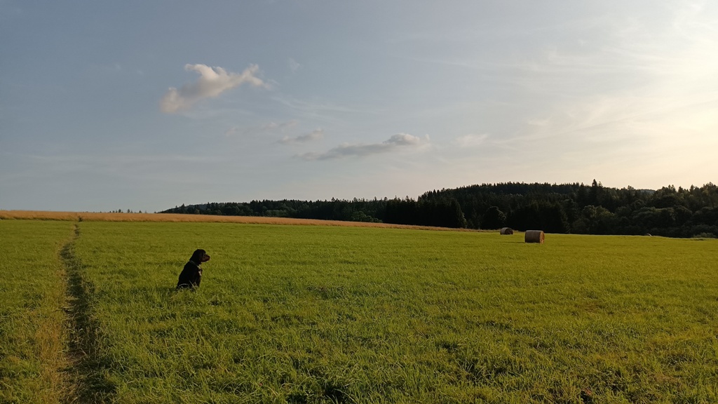 Na camping z psem warto wybrać takie miejsce, które oferuje rozległe tereny spacerowe