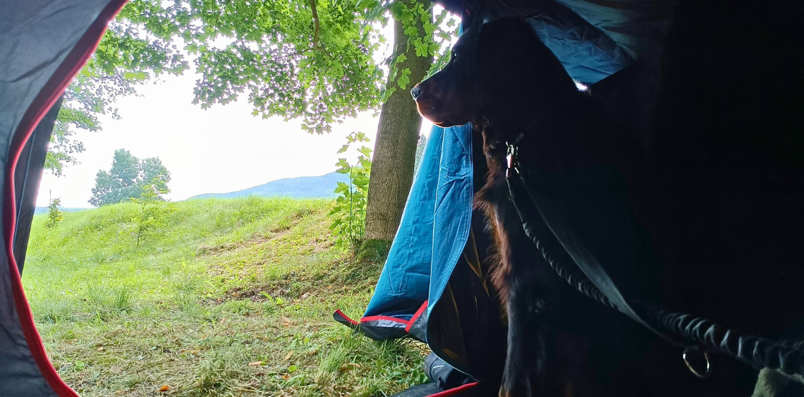 Camping z psem - co warto wiedzieć? Ile to kosztuje? (w Polsce i za granicą)