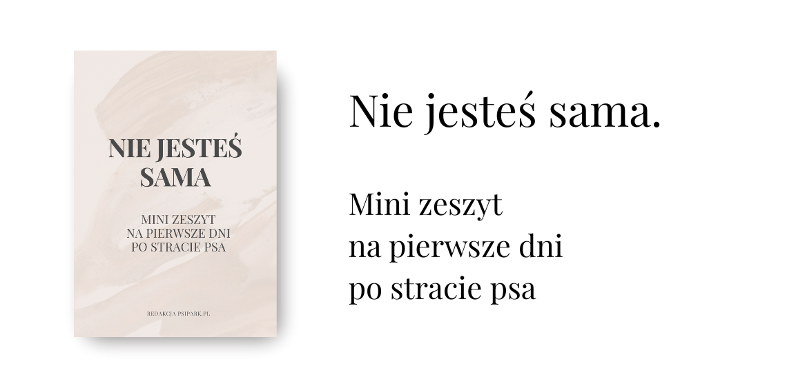 gdy stracilas psa i nie wiesz jak przetrwac pierwsze dni