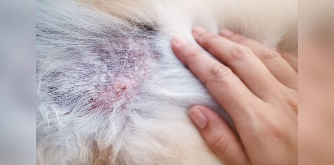 Łysienie plackowate u psa - co jest jego przyczyną?