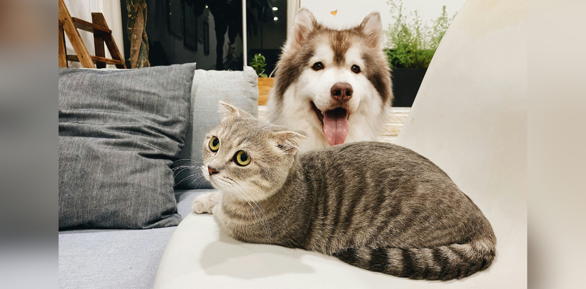 Dom pełen sierści i serca – jak ułatwić sobie życie ze zwierzakiem