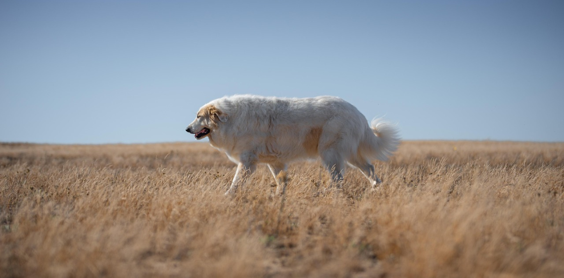Tomografia komputerowa u psa – diagnoza poważnych schorzeń. Kiedy warto ją wykonać?