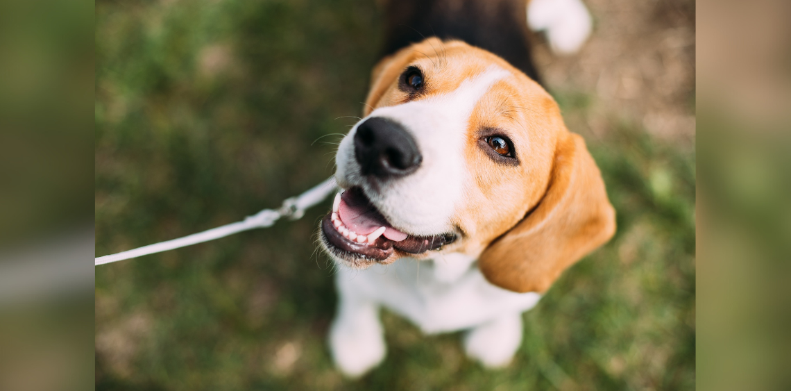 jak nauczyc psa chodzenia przy nodze