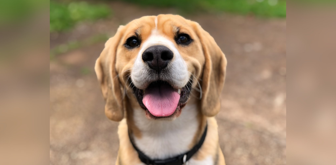 Jakie tabletki na odrobaczanie dla psa wybrać? Przewodnik profilaktyki 2026