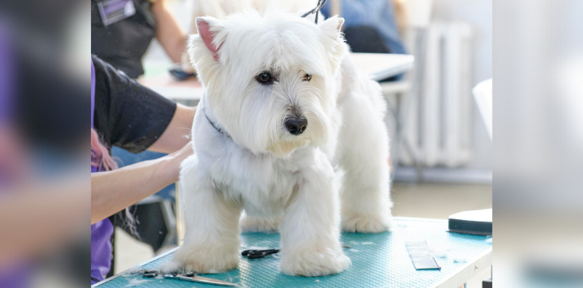 strzyzenie maltanczyka krakow