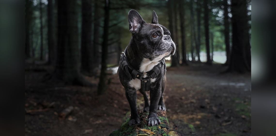 Kojec dla psa a codzienny ruch