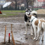 Wybieg dla psów Tychy Hlonda, fot. www.AjriszZona.pl