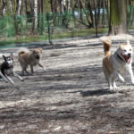Wybieg dla psów Chorzów Park Śląski