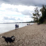 Plaża dla psów Gdynia Kolibki Orłowo
